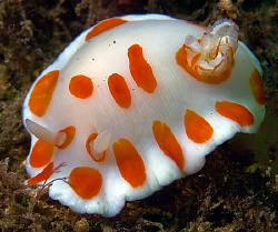 Chromodoris tasmaniensis, Bare Island by Doug Anderson 